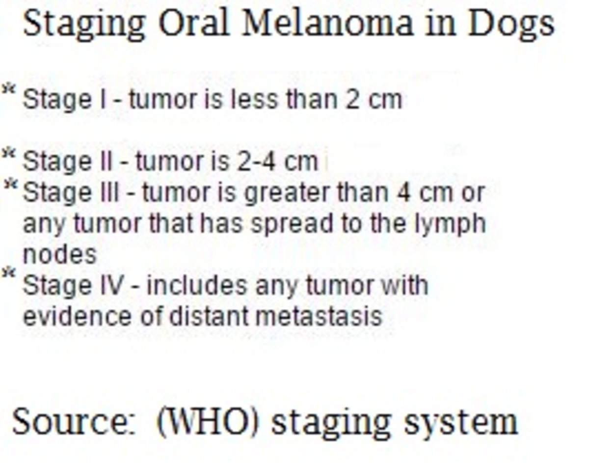 staging oral melanoma dog