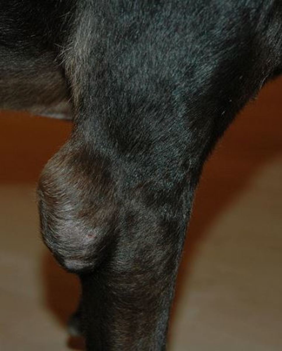 Hygroma on the elbow of a Labrador retriever.  Author ArtByCedar, public domain