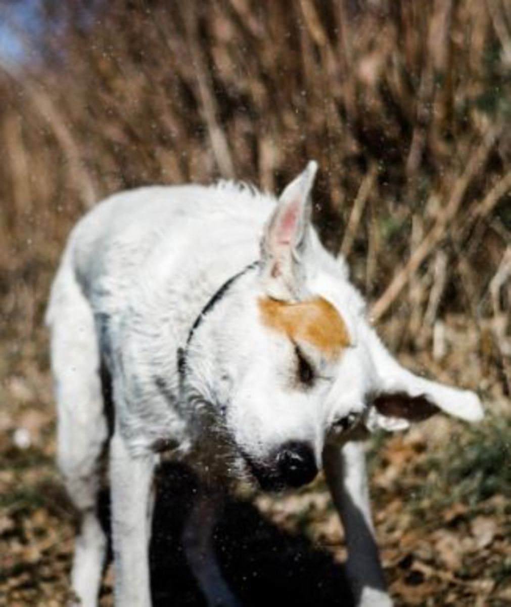 Excessive ear shaking may cause ear flap hematomas in dogs.