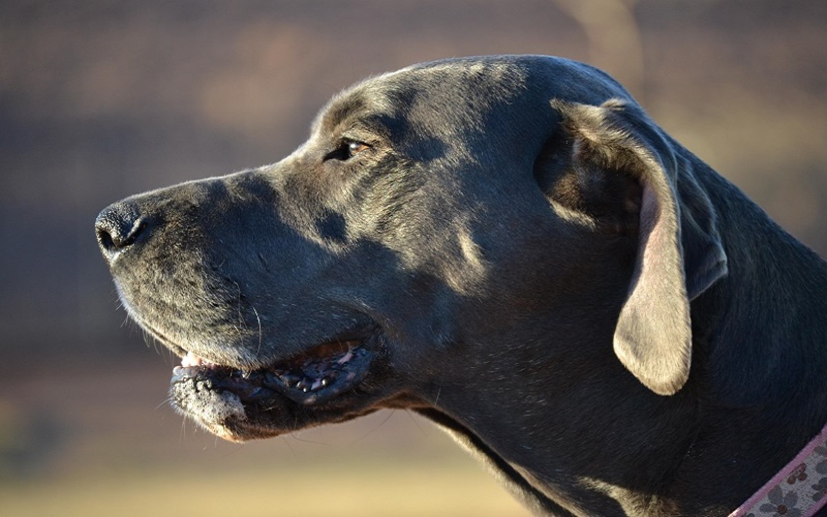 What Cancers Cause Rapid Weight Loss In Dogs