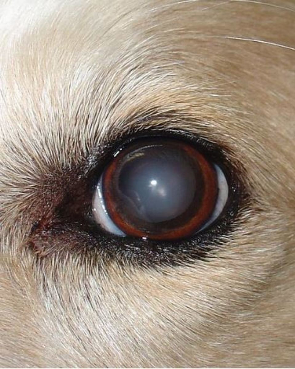 Цвет глаз у собак