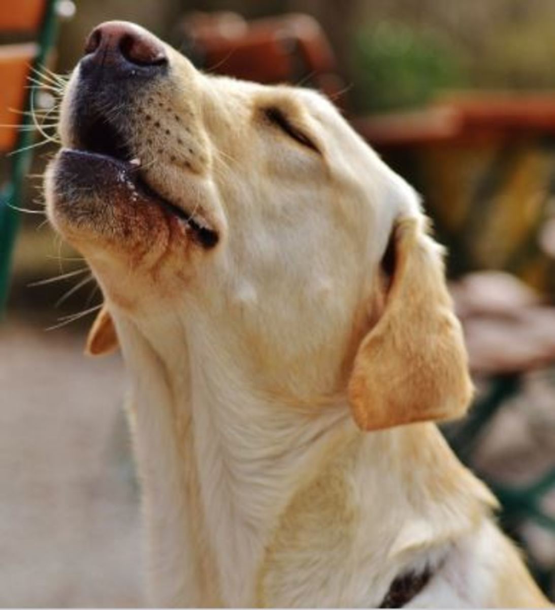 Understanding Dog Howling During Sleep Dog Discoveries