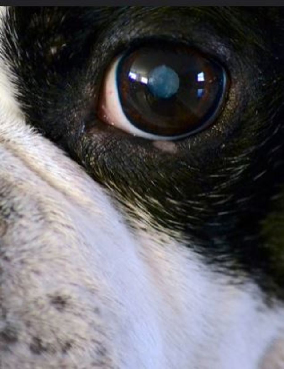 dog-cataract picture