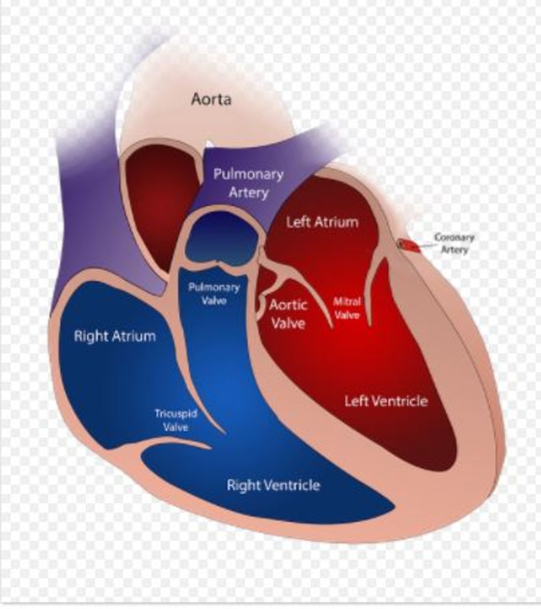 heart anatomy dog