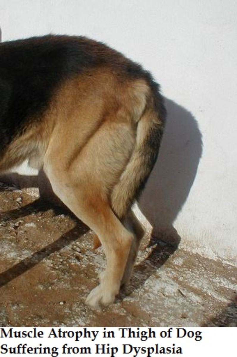 dog hind leg muscle atrophy, loss of muscle mass in dog legs