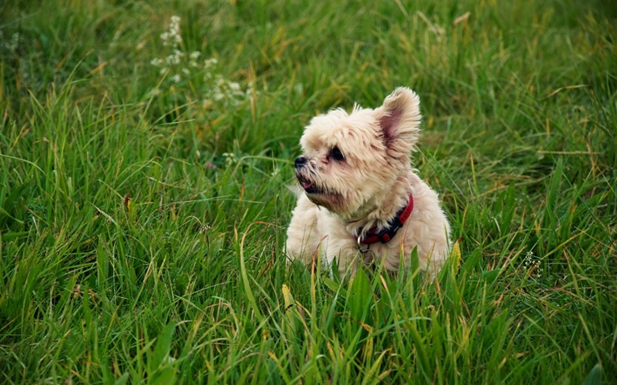 Can Dogs Be Allergic to Grass?