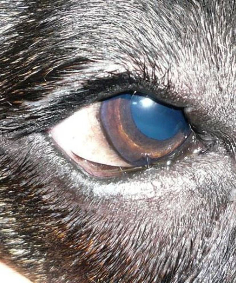  Distichiae of the upper and lower lid of a dog by Joel Mill