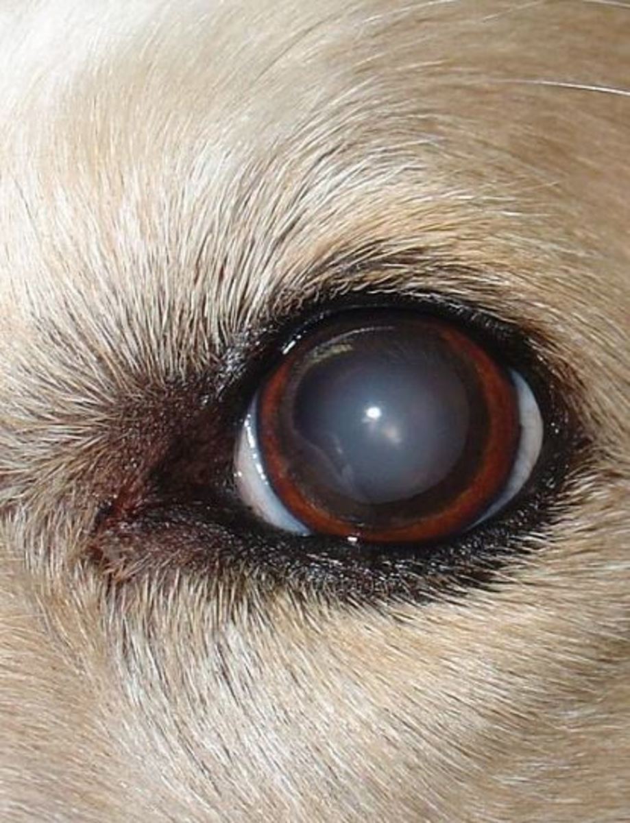 what-is-the-stuff-in-dogs-eyes