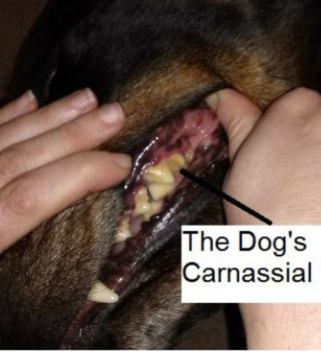 dog-carnassial-tooth