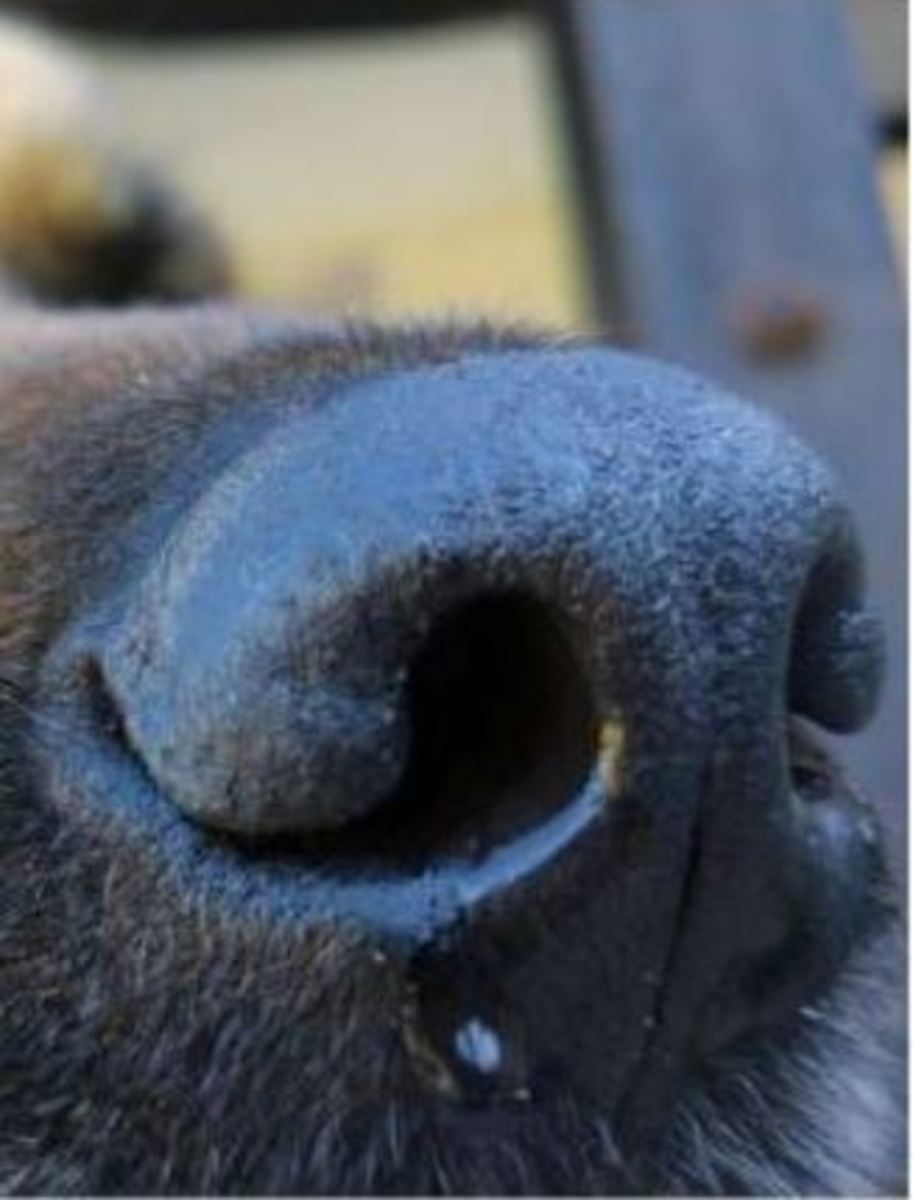 Dog Blowing Air Out of the Nose