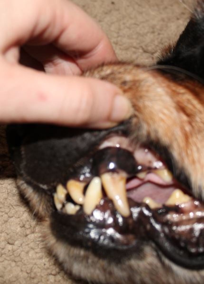 Black gums in the same dog as above a couple of months later. This dog developed