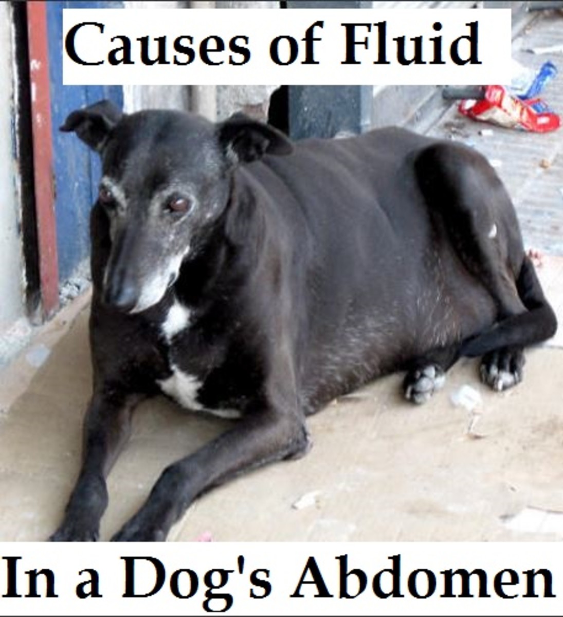 dog fluid abdomen