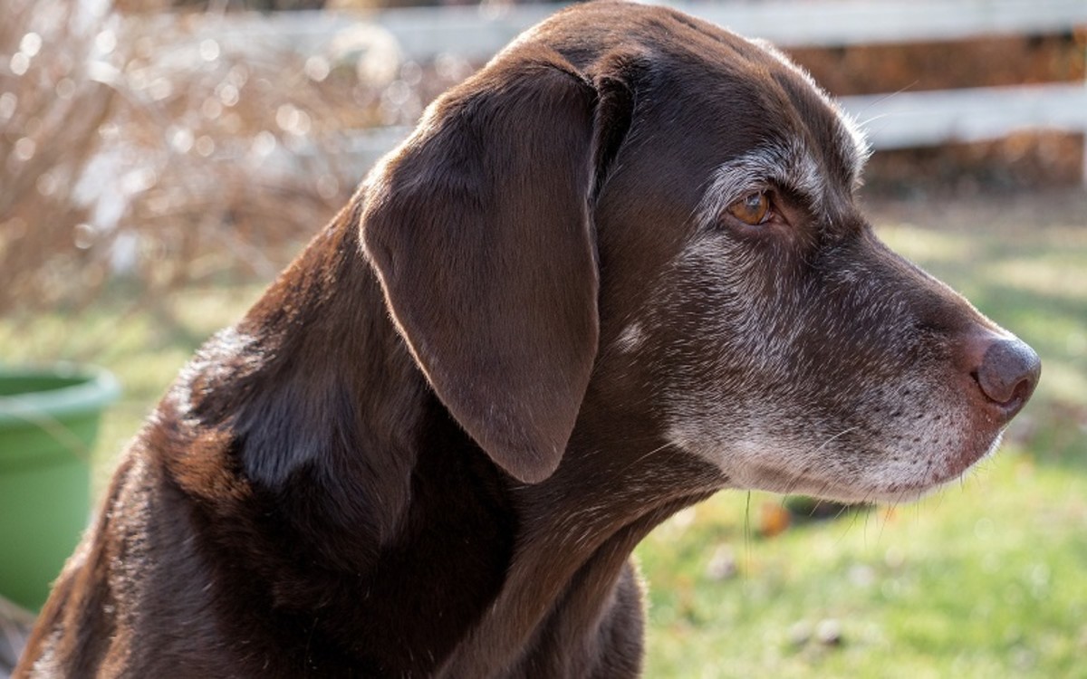 Feeding Tubes In Dogs