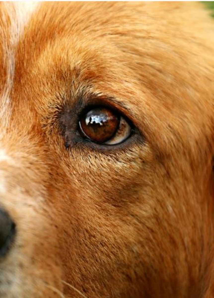 bump on a dog's eyelids