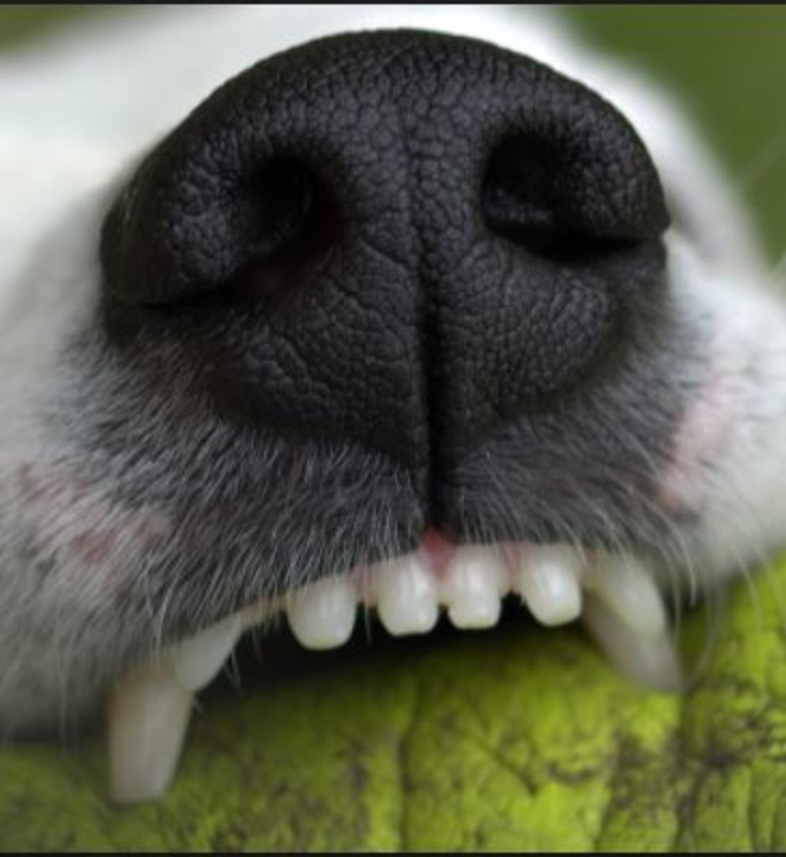 dogs teeth are worn down