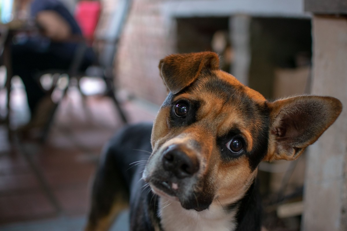low specific gravity of urine in dogs treatment