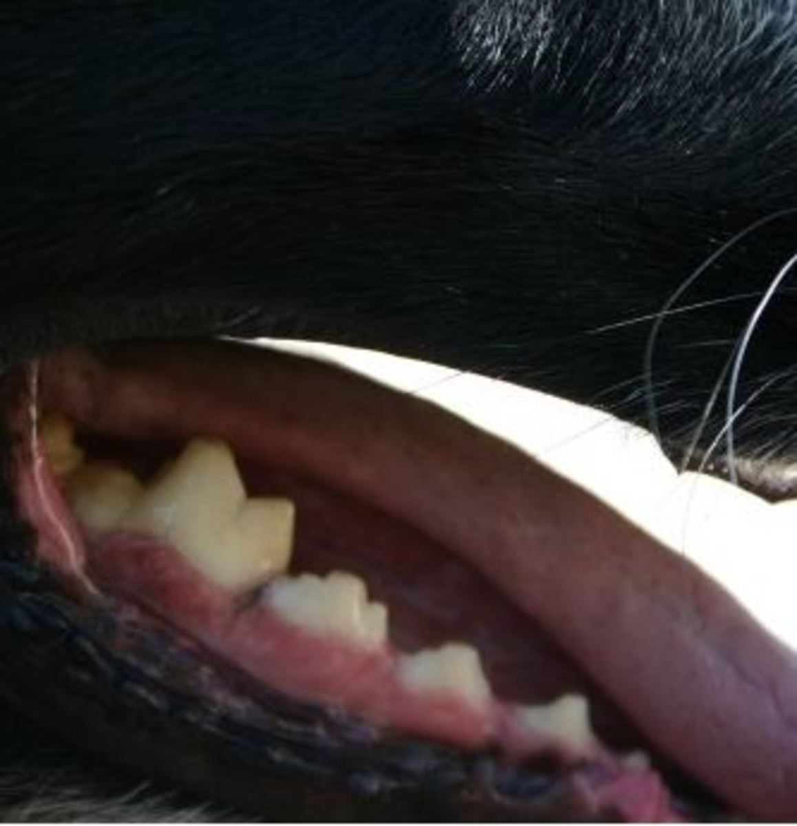 Does a Dog's Teeth Fall Out When Old?