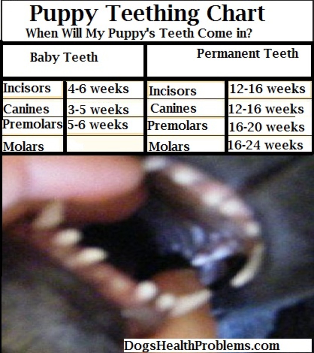 puppy teething chart