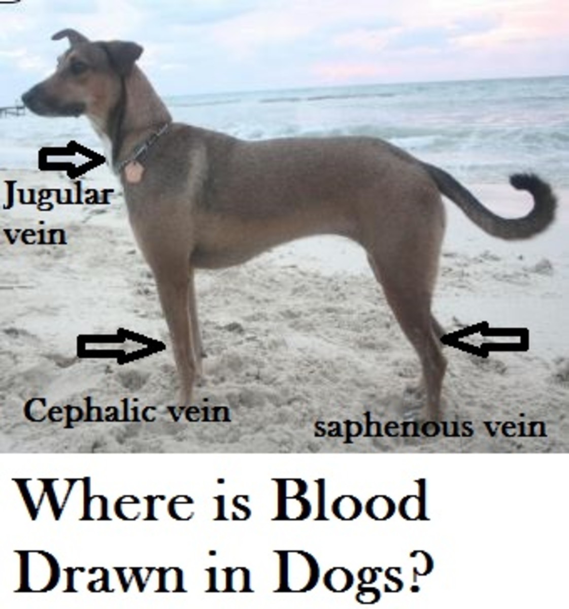 dog-blood-drawn