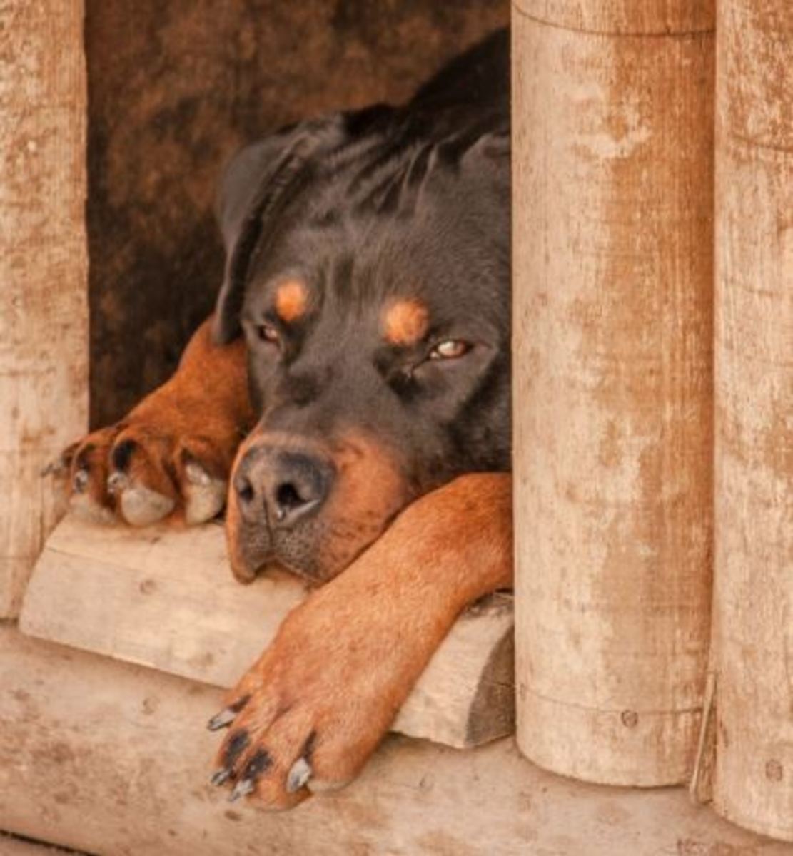 Osteosarcoma in dogs affects Rottweilers among other breeds.