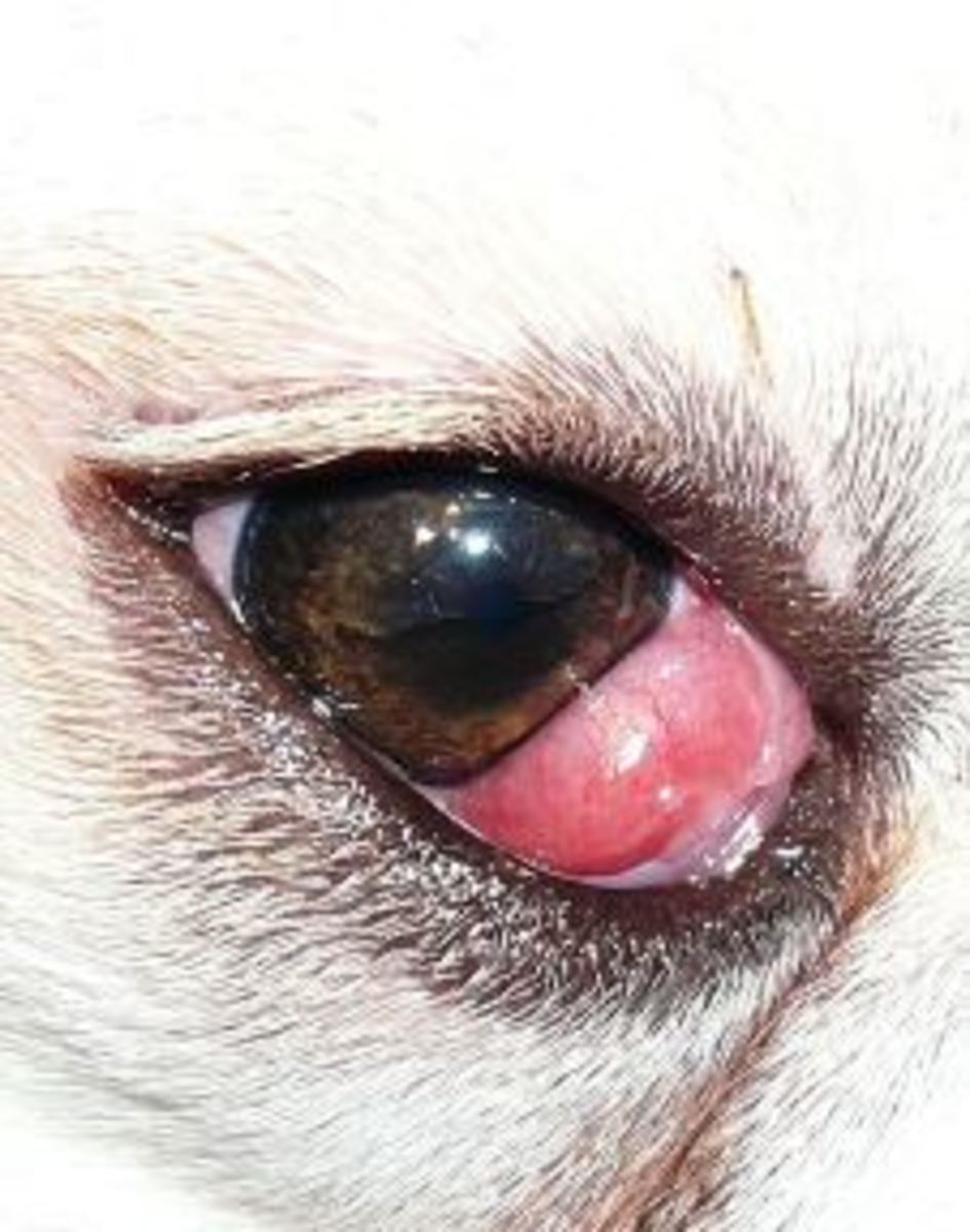  Cherry eye in dog, by Joel Mills
