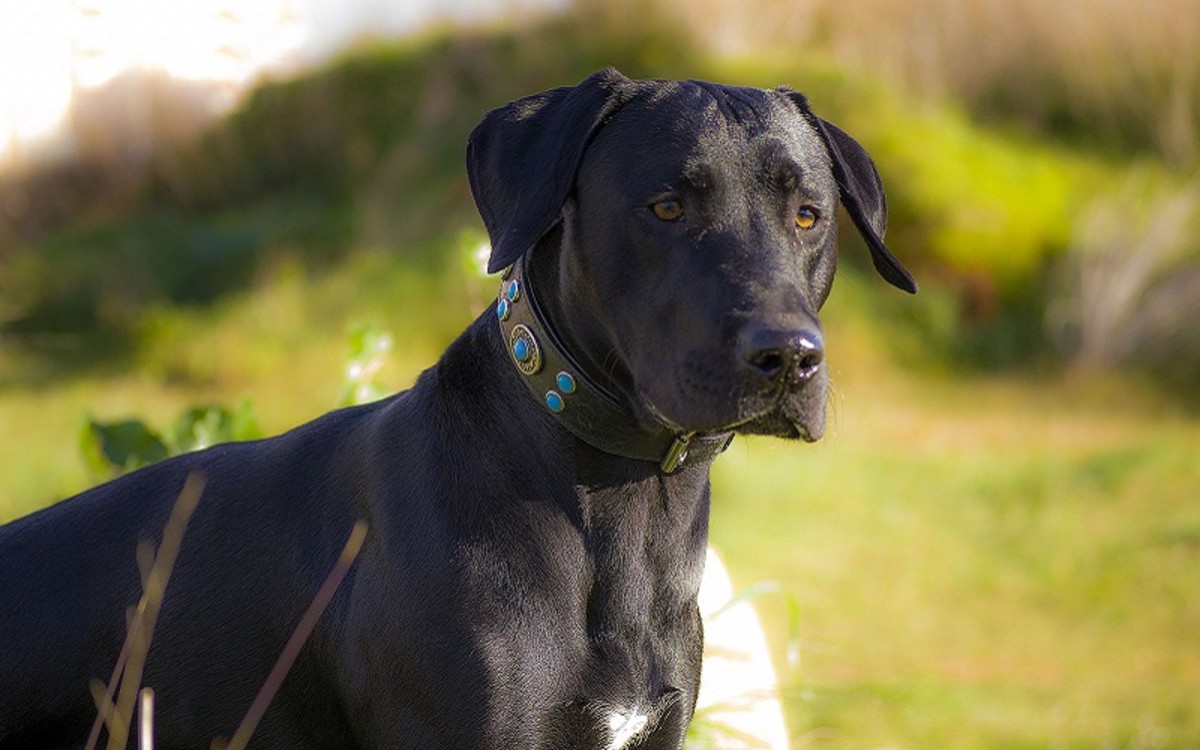 can a dog eat before an ultrasound