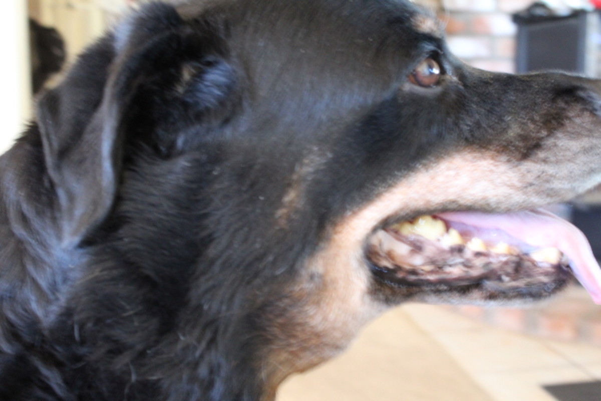  This dog shows swelling of the submandibular lymph nodes