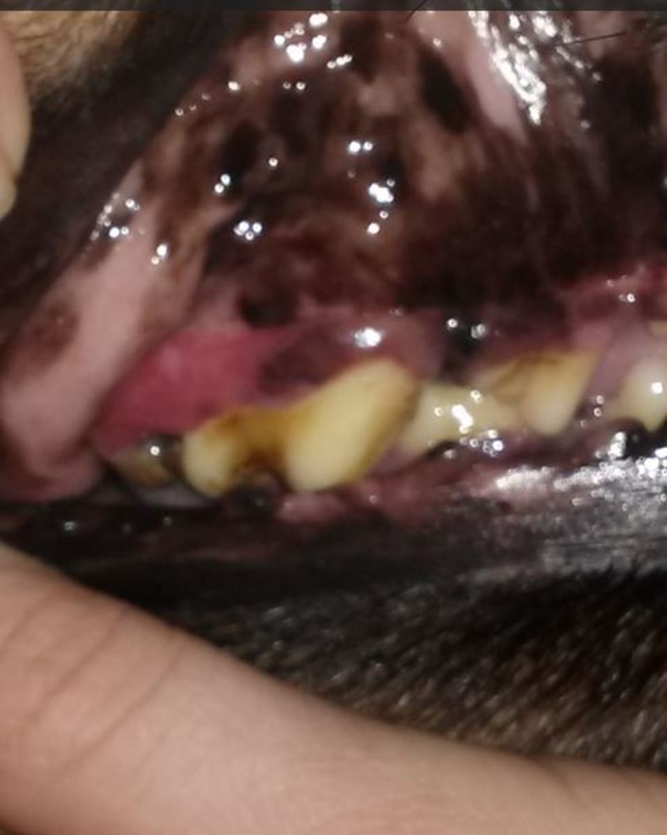 why is there blood in my dogs mouth