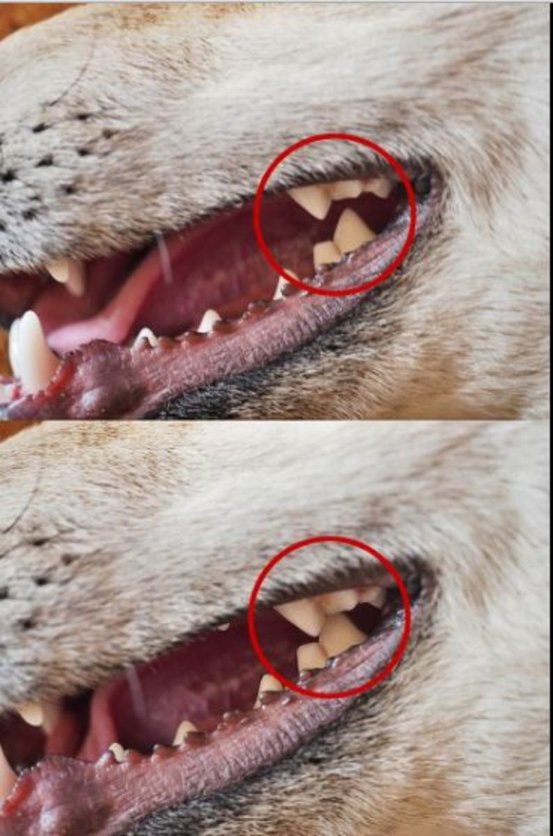 Shearing action of carnassial teeth
