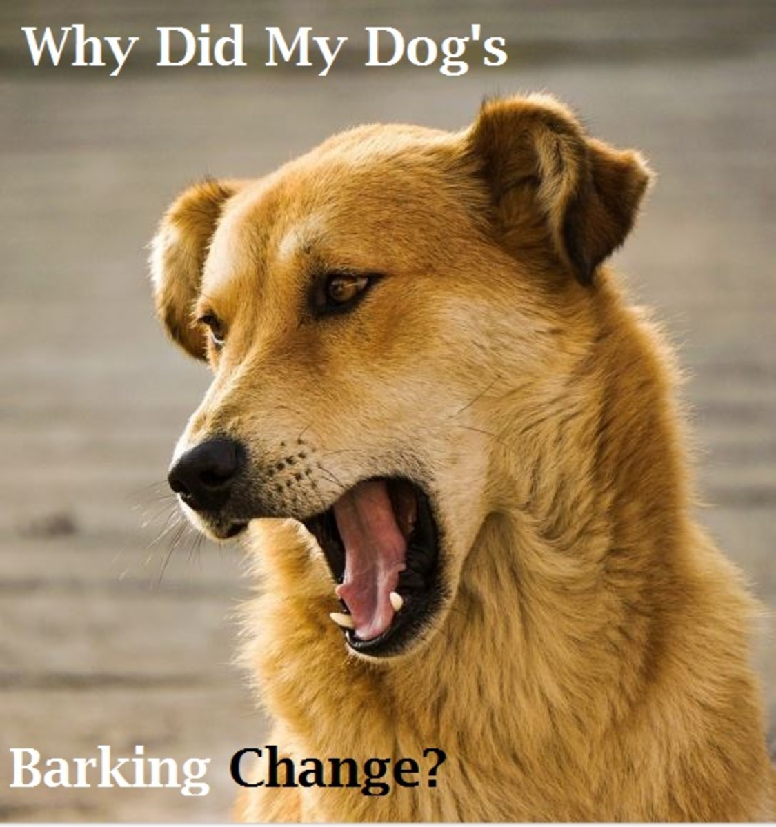 What Causes A Dog S Bark To Change Dog Discoveries