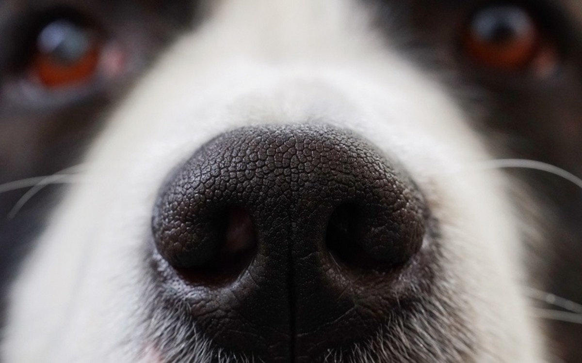 Dog Keeps Licking His Nose