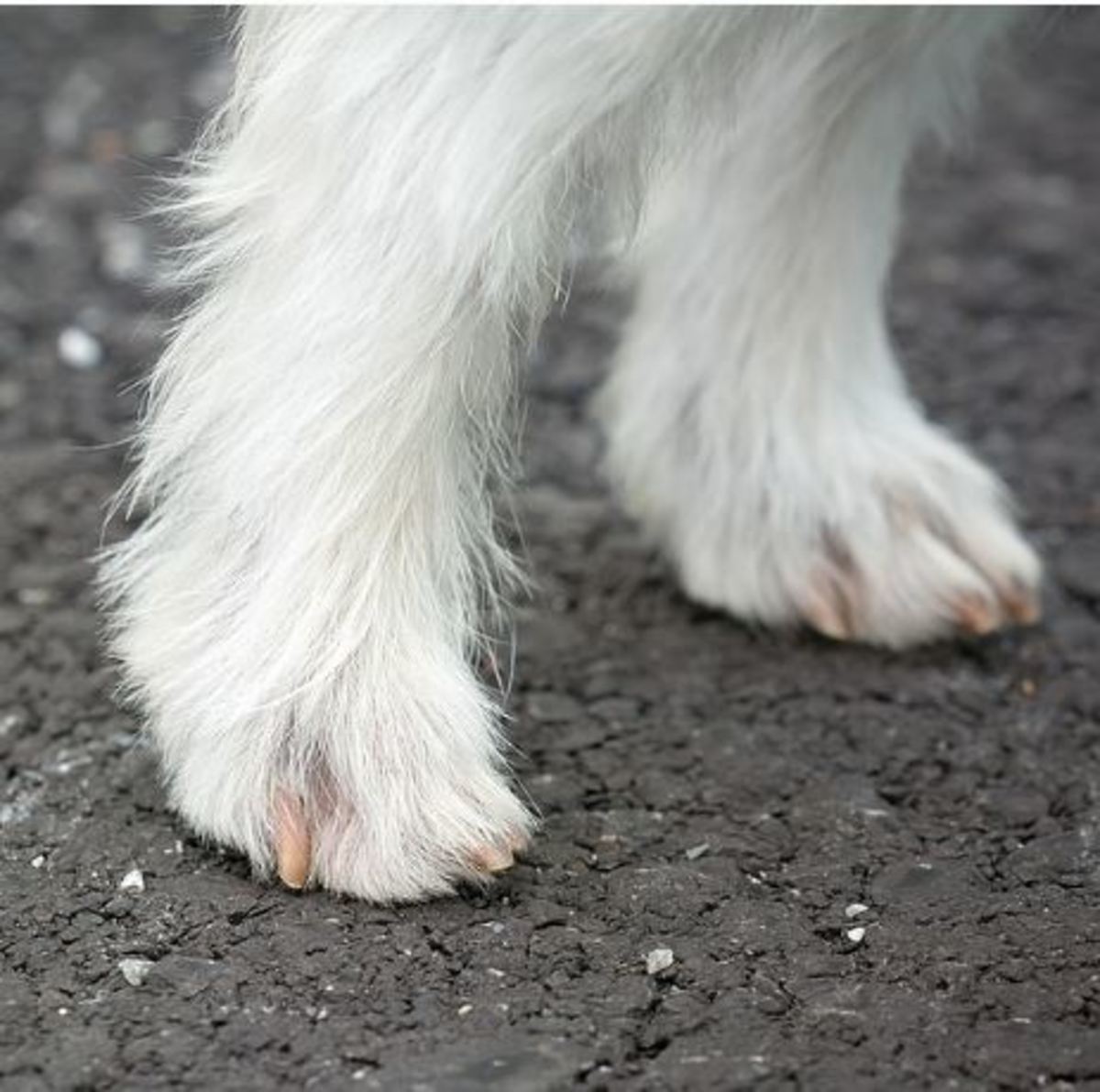 dog leg swelling