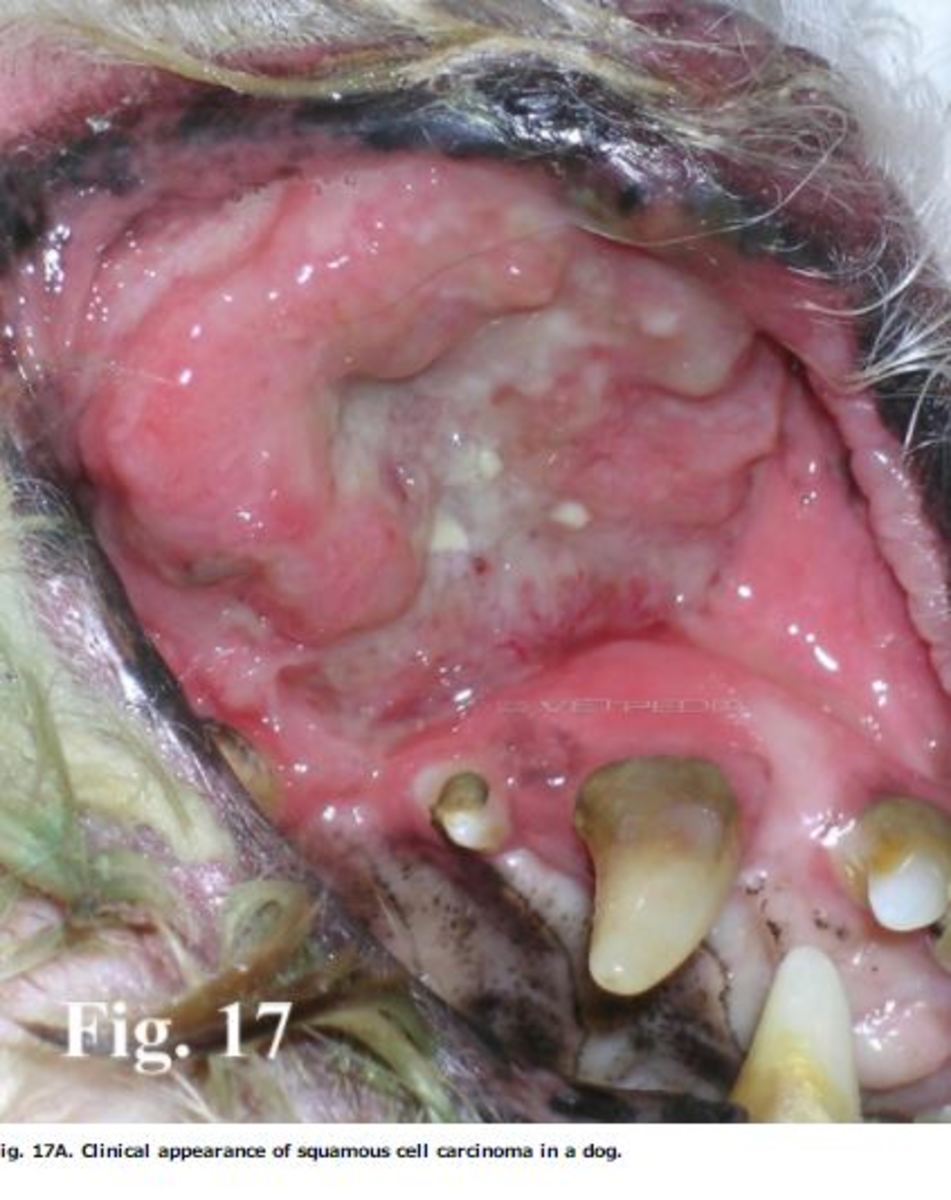  Picture of squamous cell melanoma in dog.
