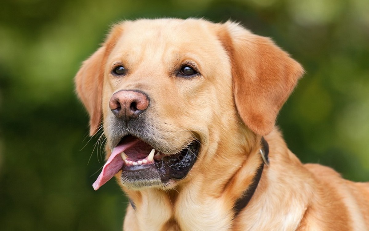 Reasons for High White Blood Cell Count in Dogs