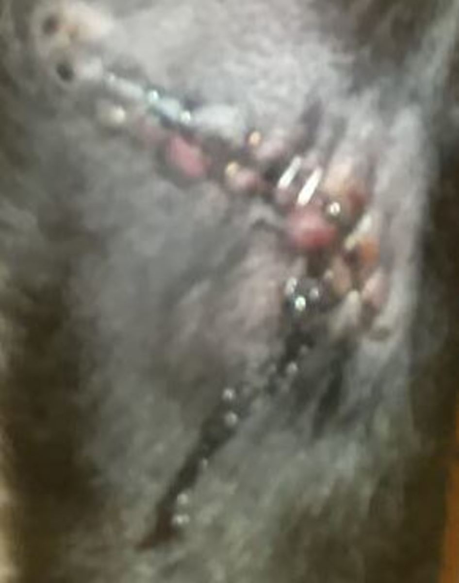  A dog's incision leaking serum. All rights reserved
