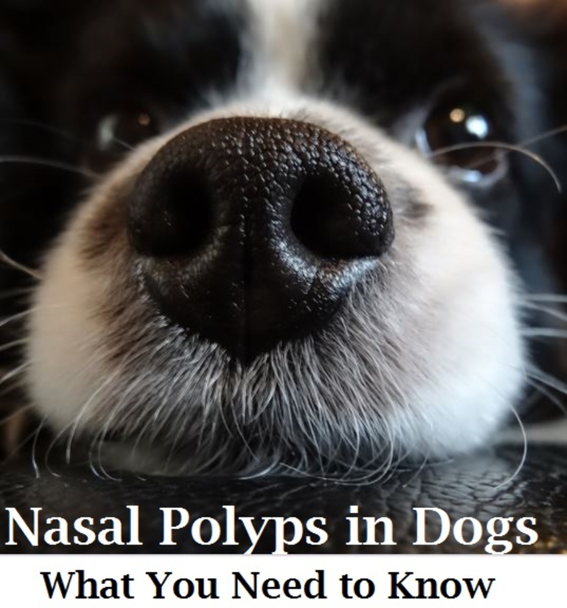 dog nasal polyps