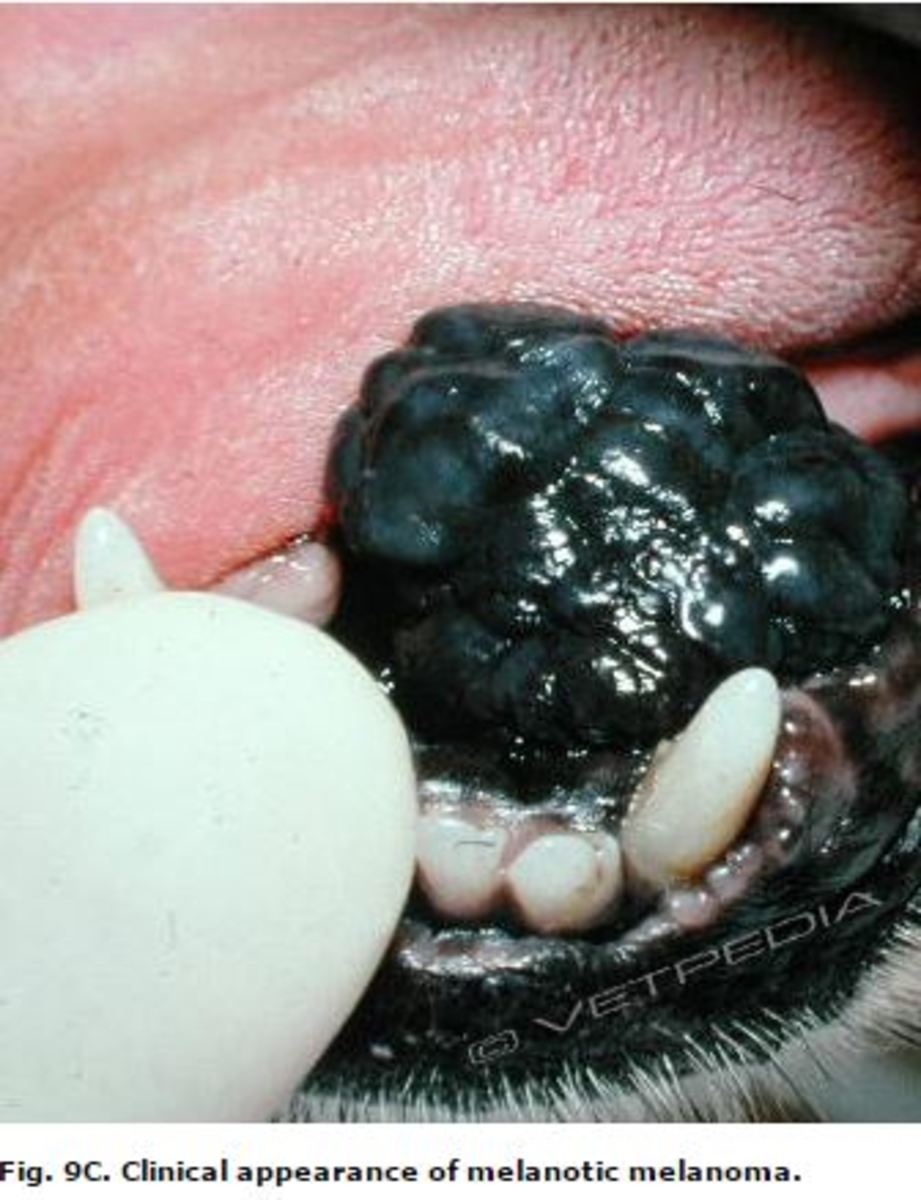  Picture of oral melanoma in dog