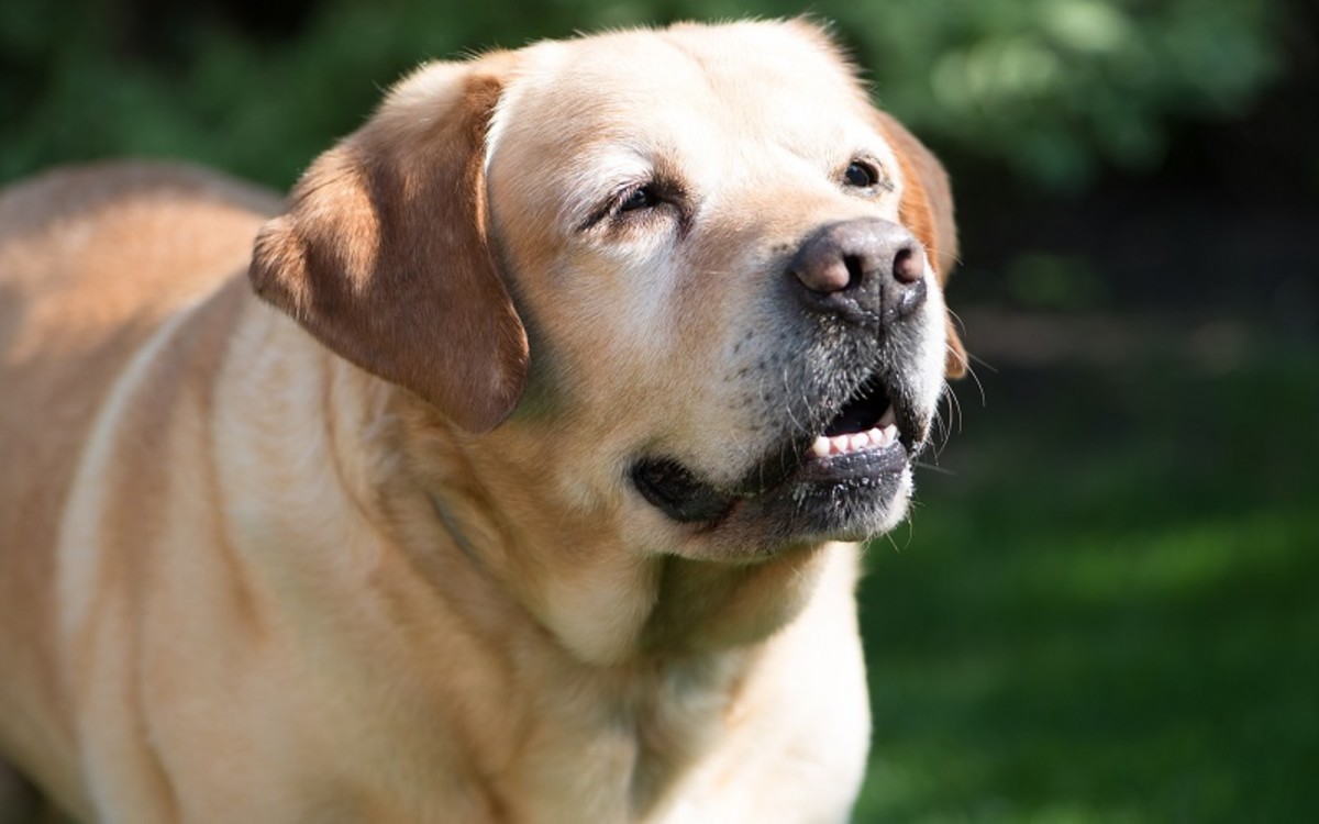 How Long Can A Dog Live With Laryngeal Paralysis Without Surgery Dog 