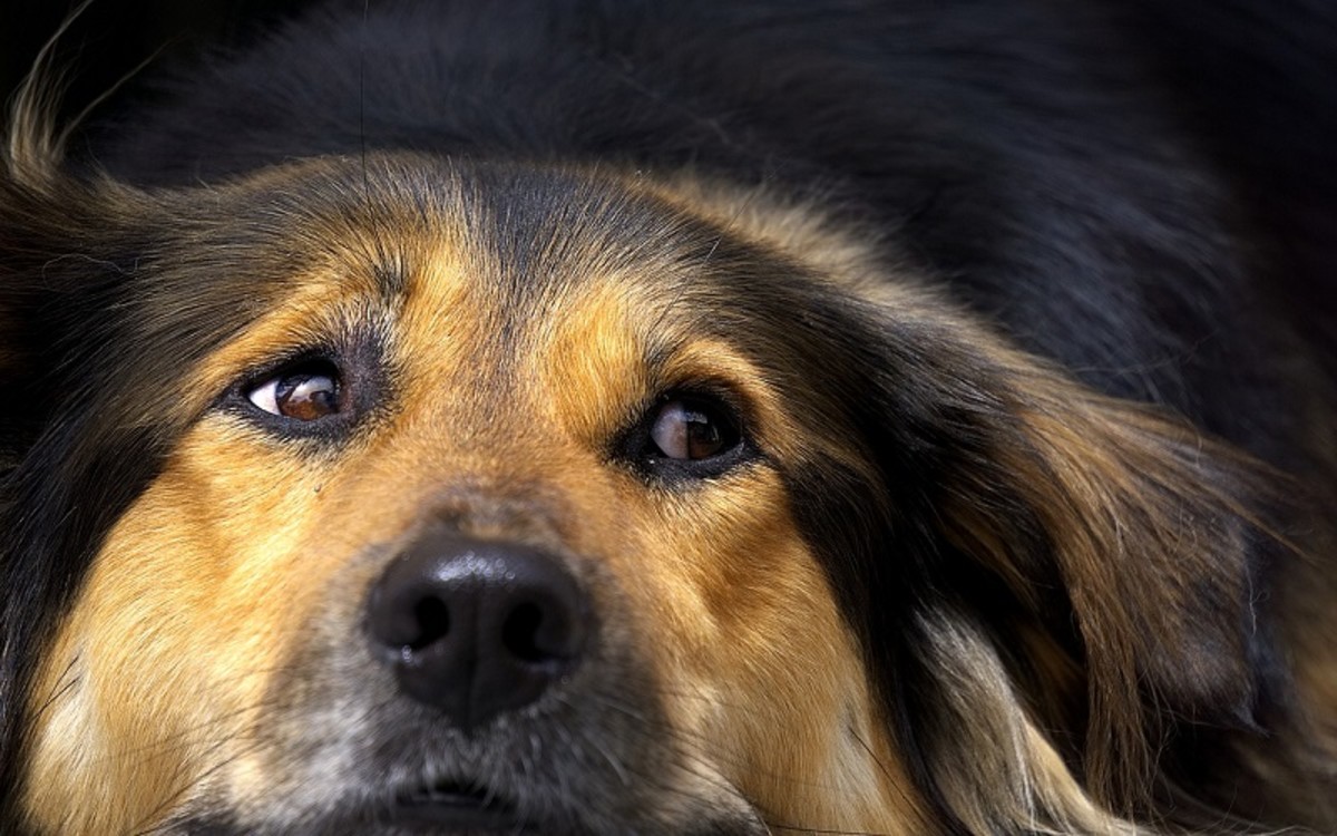 Can Dogs Die From Kennel Cough? Dog Discoveries