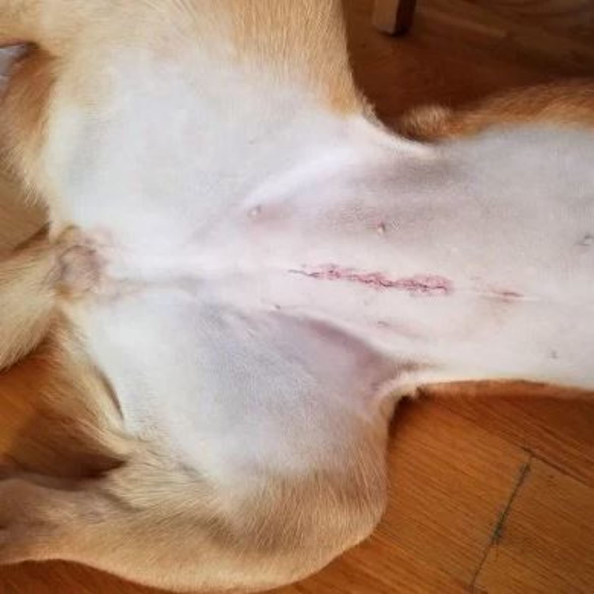 A typical spay scar healing well.