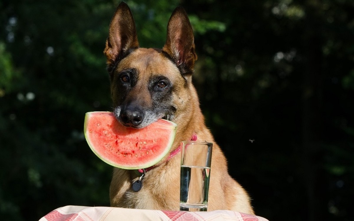 Fresh Fruit for Dogs