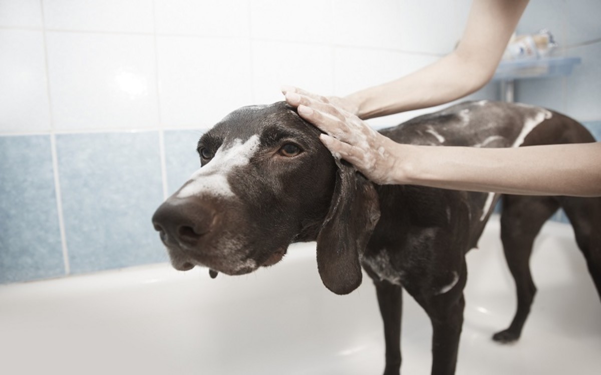 Can Baby Shampoo Be Used on a Dog?