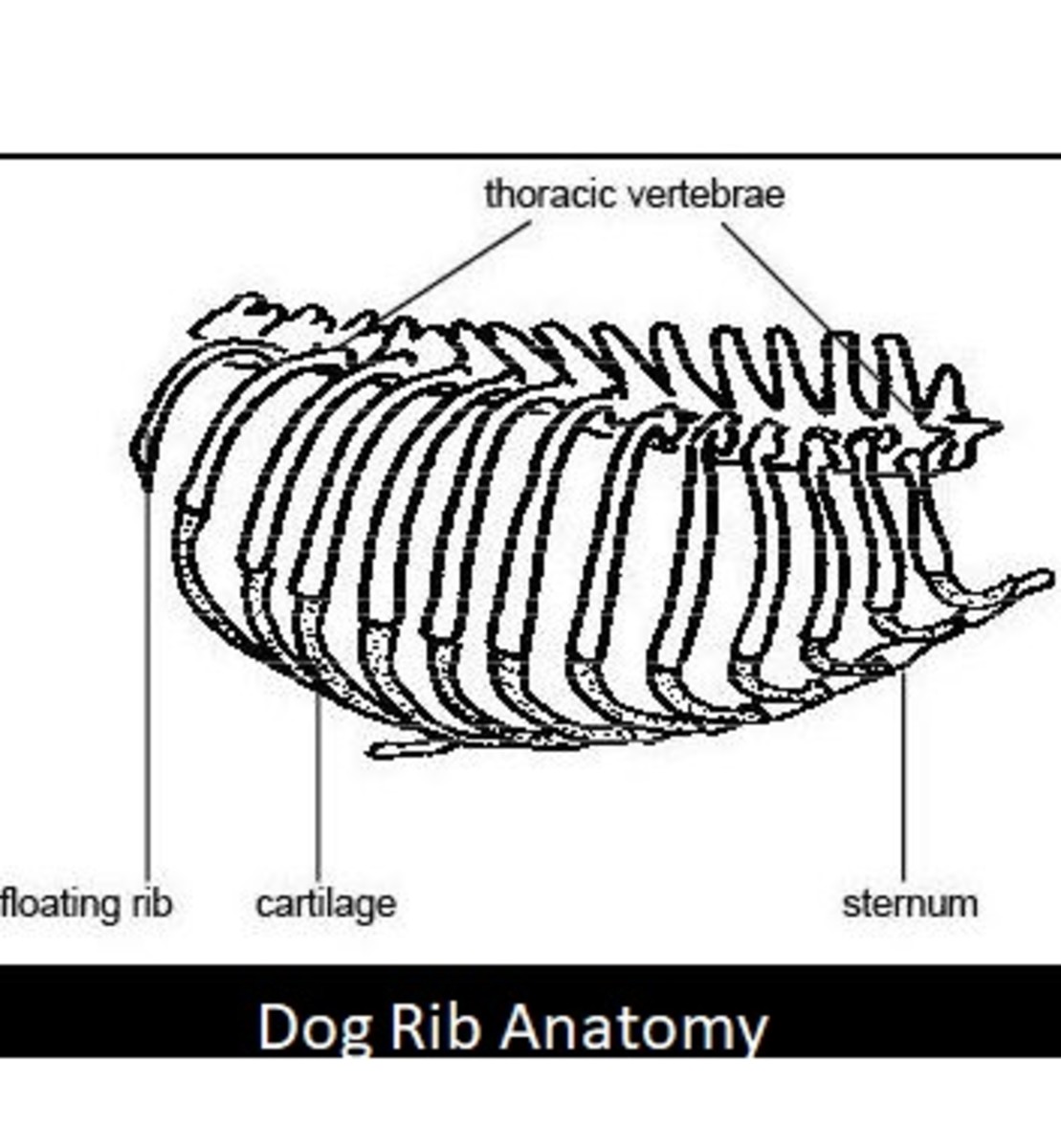 dog rib anATOMY