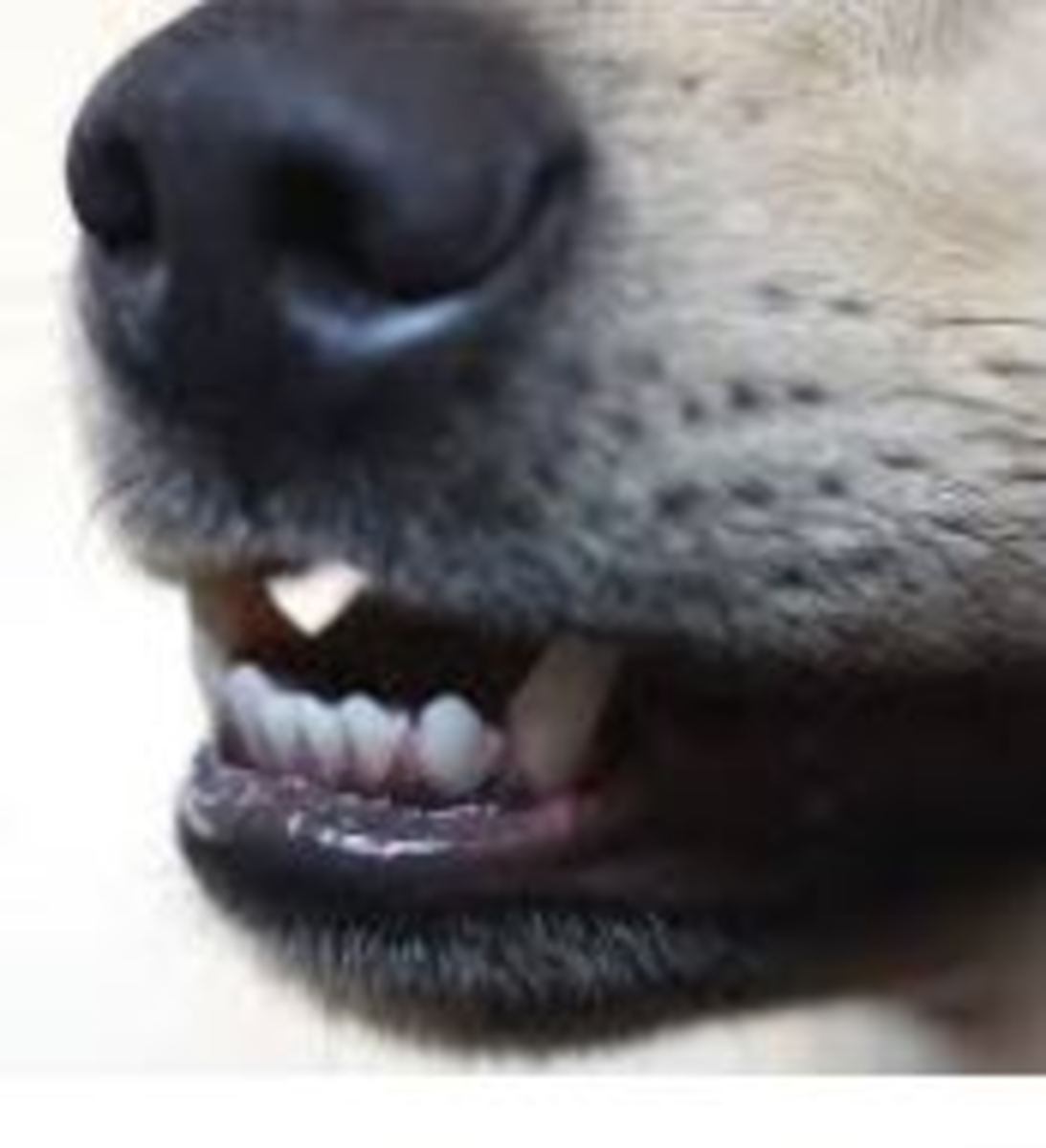 gray tooth in dog