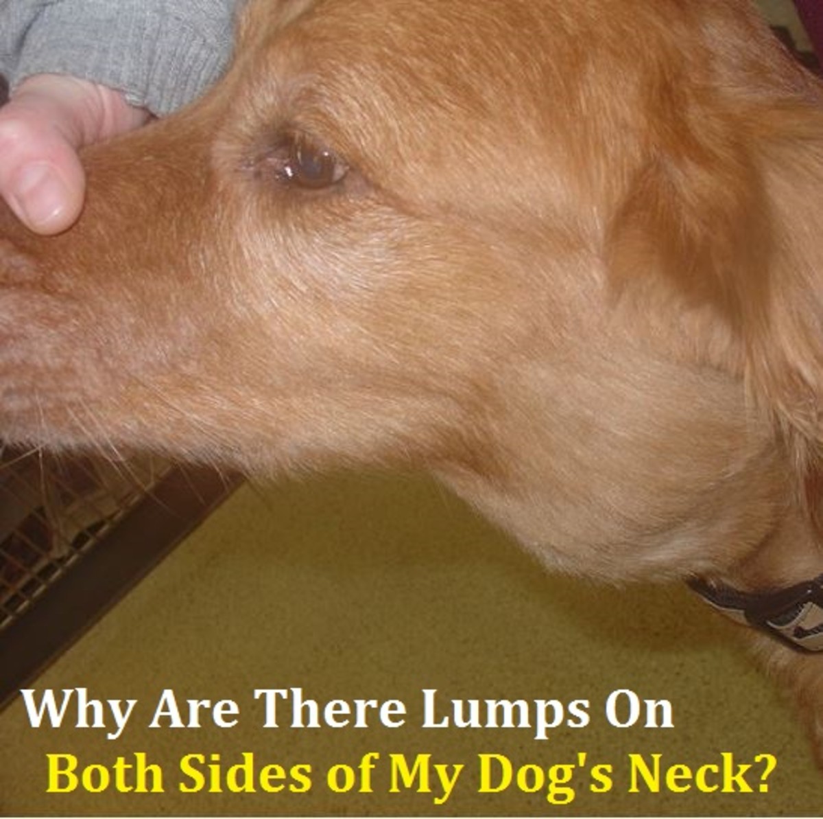 dog bumps under neck