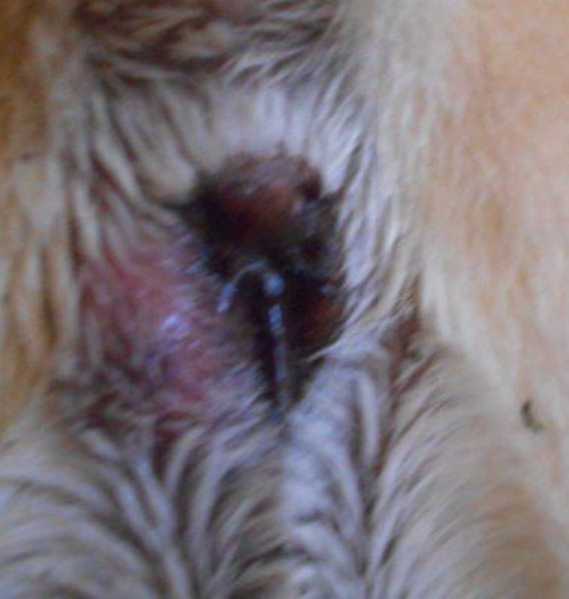 Dog with ruptured anal gland abscess