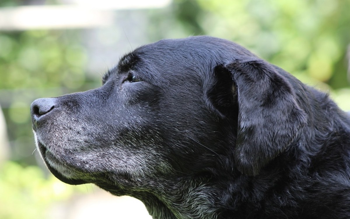 Liver Tumor Surgery in Older Dogs - Dog Discoveries