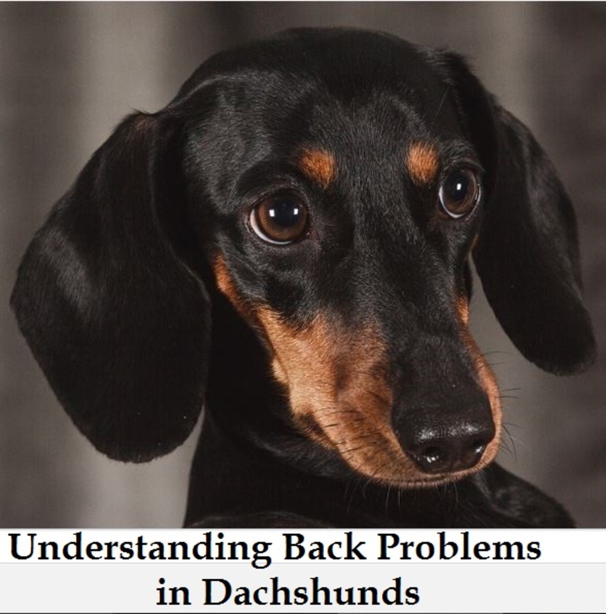 back problems in doxies