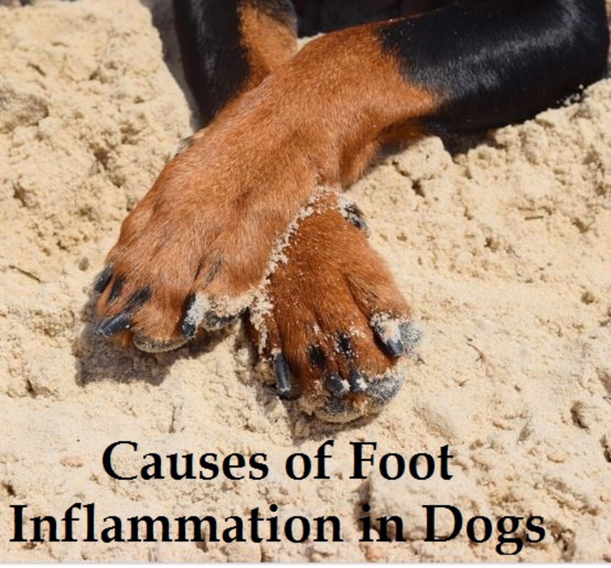 dog foot inflamation