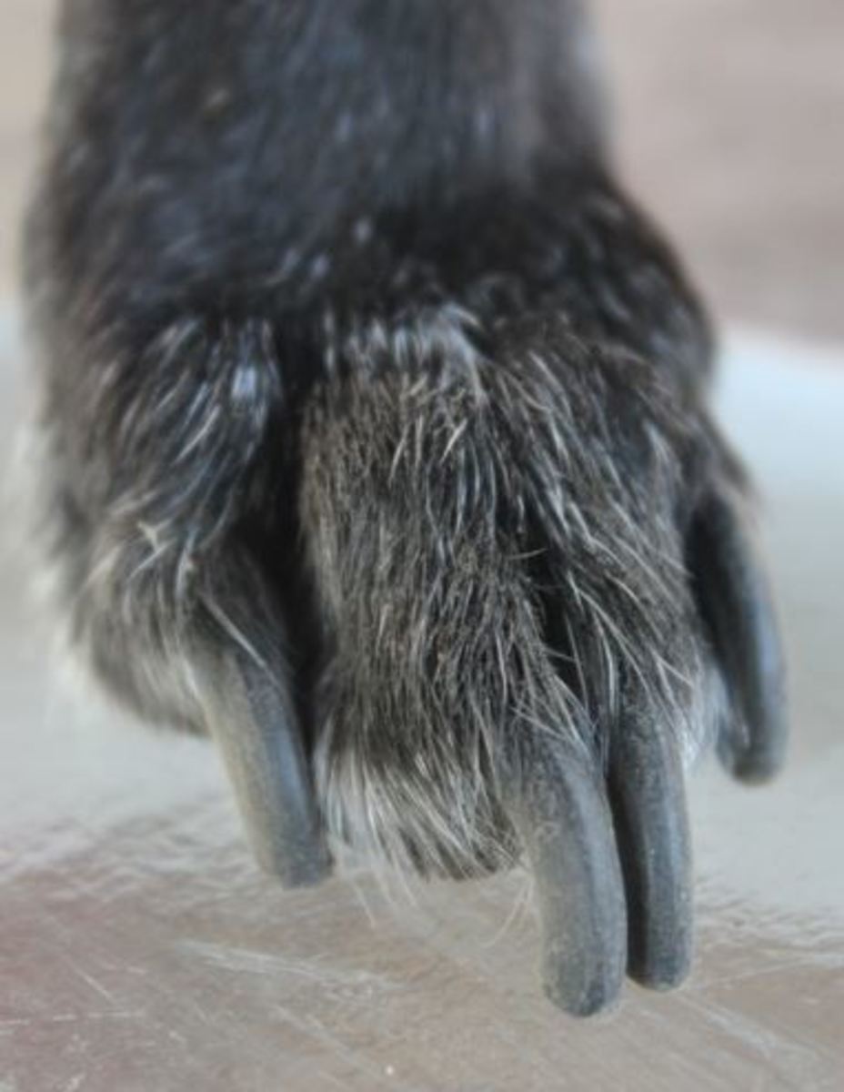 dog long nails